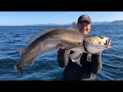 Fishing in Norway: Hammarvik/Trondheimsleia - Hake, Pollack & Co. off Hitra