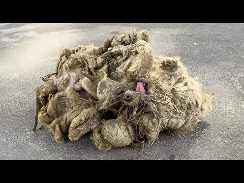 This Dog Broke Me...Try Not to Cry