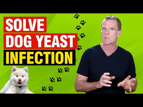 Dog Yeast Infection Home Remedy (5 Natural Treatments For Yeast Infections in Dogs)