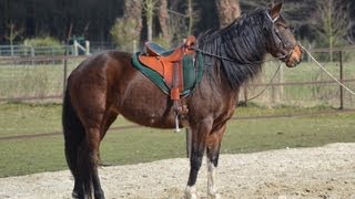 preview picture of video 'Faemily Kentucky Mountain Saddle Horse'