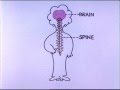 Telegraph Line Nervous System Wmv