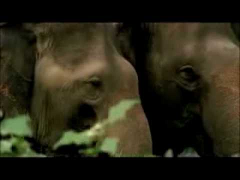 "Best Of" Caught in the Moment - Conservation Music Video