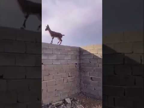 Dê leo tường như cao thủ #youtube #ytshorts #taphoa1985