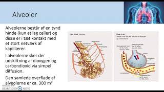 lunger og lungefunktion