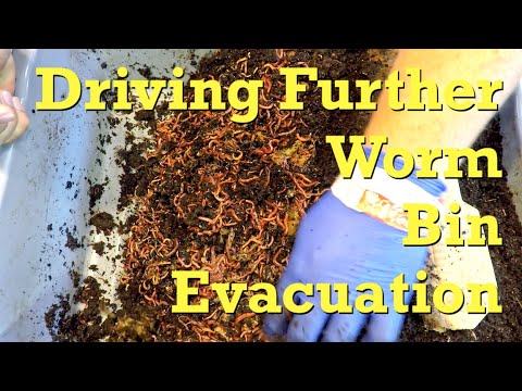 Worm bin "migration" / "wedge" method to drive castings evacuation - vermicompost