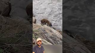Hiena foi acompanhar Hipopotamo na agua😱