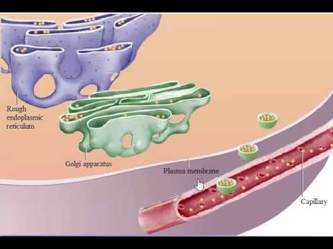 Syphilis und Prostatitis Haus Laser für die Behandlung von Prostatitis