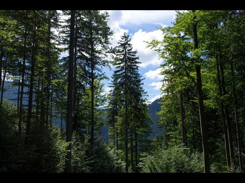 S`Waidlerherz   Bayerwald Duo