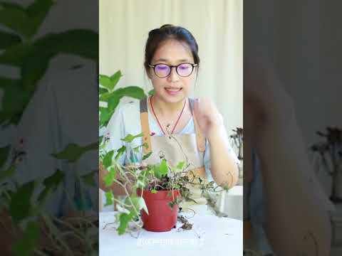 常春藤葉子下垂