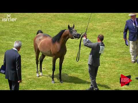 N.33 LUIZ JOY - Strohen 2018 C European