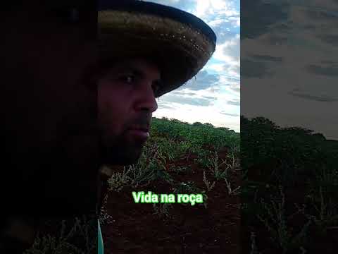 fazenda Diniz besouro de são Gabriel ba