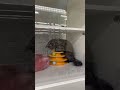 IAR PETCO Caramel Still Playing As I Left The Store