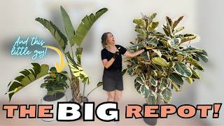 Repotting My 5 Biggest Plants Nearly Broke Me 😂