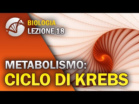 BIOLOGY - Lesson 18 - The Krebs Cycle | Cellular Metabolism