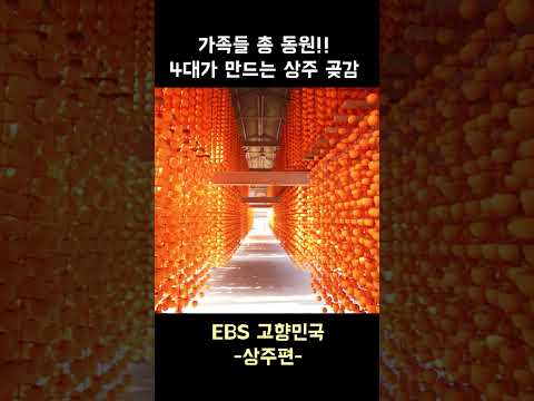 고향민국 2 부 4대가 만드는 상주 곶감 #상주시 #쇼츠 #고향민국