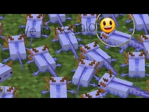 Tutorial: come avere l'Axolotl Blu il più raro di Minecraft in vanilla