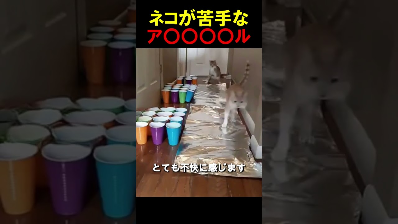 なぜ猫は跳び跳ねるのか？？　#猫