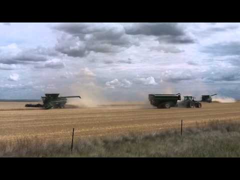 2015 Montana Wheat Harvest near Scobey