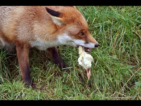 Lisica mi je desetkovala zivinu Ep20