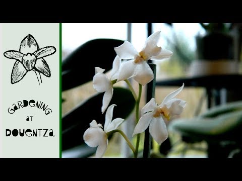 Upside Down Osmoglossum & a Rant