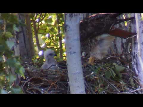 Day 12 - Red-tailed Hawk |  Raising chick from hatching to flight