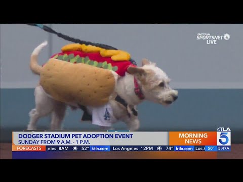 Dodgers to host pet adoption event Sunday - YouTube