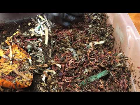 Perpetual Horizontal Migration (aka: Lazy Harvesting) #vermicompost