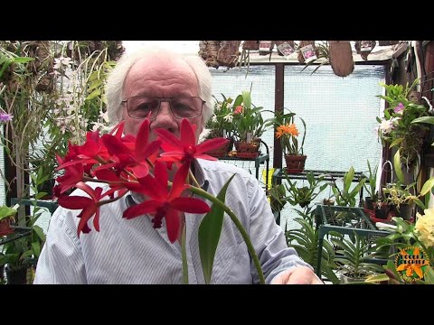 My Sunday Orchid Chat Pt 2 - The Rest of the Cattleya Types