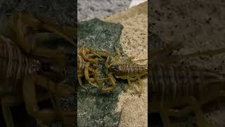 Download lagu Scorpio Mating leiurus quinquestriatus #scorpion #scorpio #world mp3 Download lagu Scorpio Mating leiurus quinquestriatus #scorpion #scorpio #world mp3