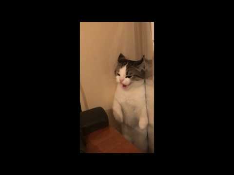 Бой и драка котов / Брюс Ли / Быстрый удар / Нежданчик / Спаривание / Кот / Кошка и кот /Драка кота