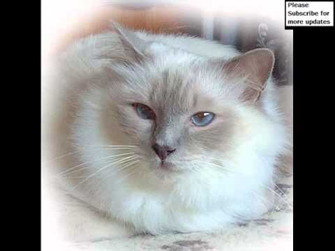 Birman Lilac | Set Of Cat Picture Collection