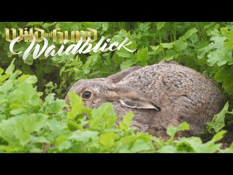 Hasenjagd - Wie in alten Zeiten - PareyGo Classics