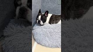 眠くて仕方ない愛犬