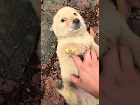 Bro got no survival instinct he’s just chilling