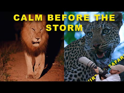 Calm Before the Storm: The Gijima Males Push North | Virtual Safari #296