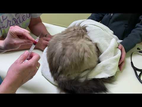 Transdermal B12 for Cats: How to Give a Cat a B12 Shot in Hind Leg Area
