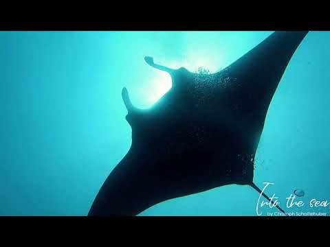 Ägypten 2023 - Brothers, Daedalus, Elphinstone