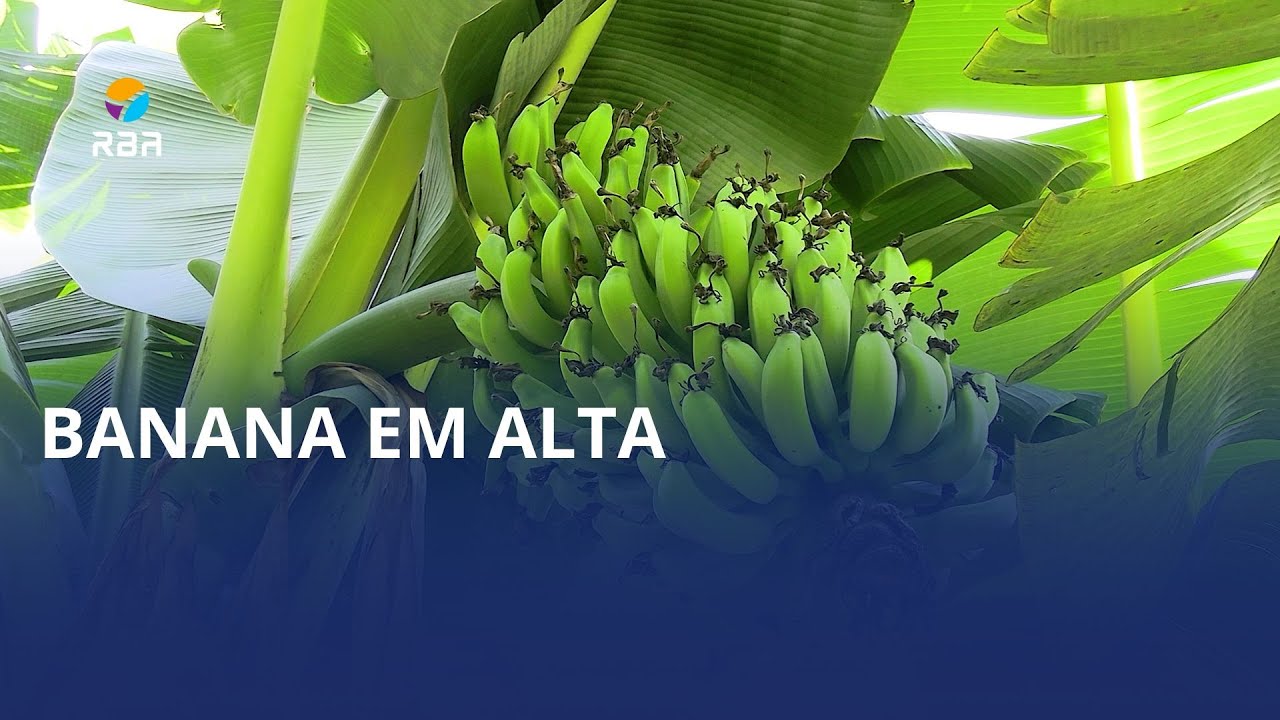 🍌 Colhendo bananas!