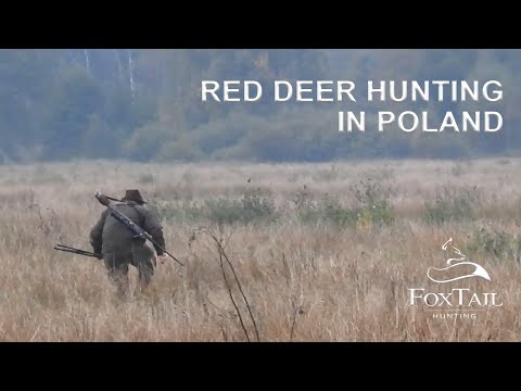 Hunting red deer in Poland by Fox Tail Hunting
