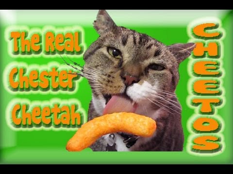 Funny Cats Video Eating Cheetos - YouTube