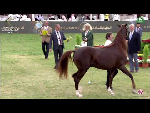 N 314 MISHAAL AM   KAAHC 2019   Colts 3 Years Old Class 9B