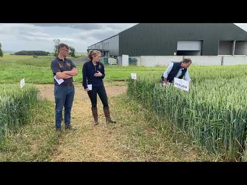 KWS Palladium Winter Wheat 2022: NEW Group 2 Variety