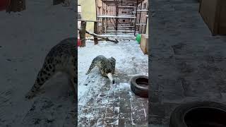 Velho Leopardo teve uma Incrível Surpresa 😍❤️