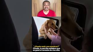 O cachorro simplesmente se auto adotou e subiu pra dentro do carro #shorts