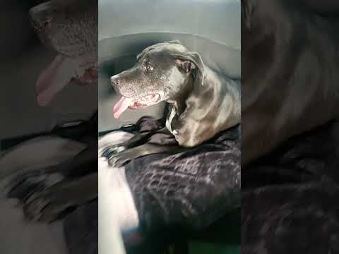 Life After Flu-ness! Princess Vet Check Up! #dog #princess