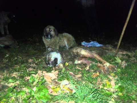 Fejzo Brenoli --Pajova