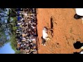 Malaiyur Jallikattu