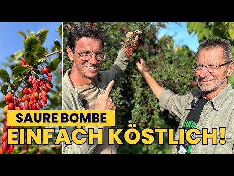 A visit to the wild fruit specialist! All about Berberis vulgaris – the common barberry 🌱