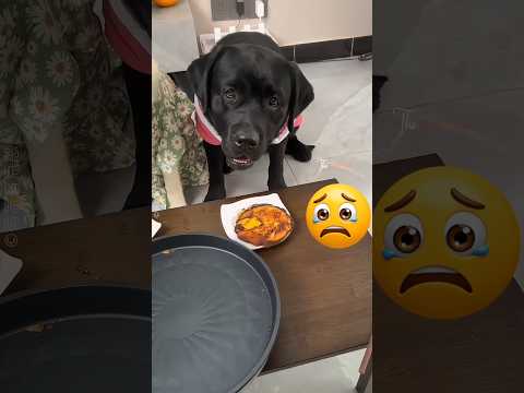 The Silent Protest That Changed Everything 🐾