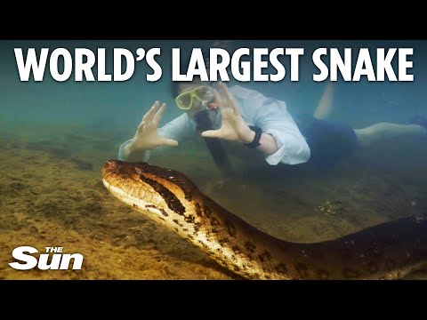 Gigantic New Snake Species Discovered In Amazon Rainforest